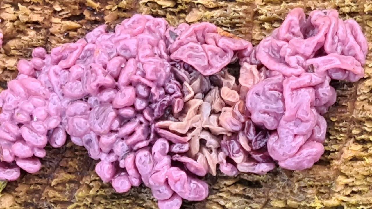 Een paarse knoopzwam (foto: Kristel Hugten).