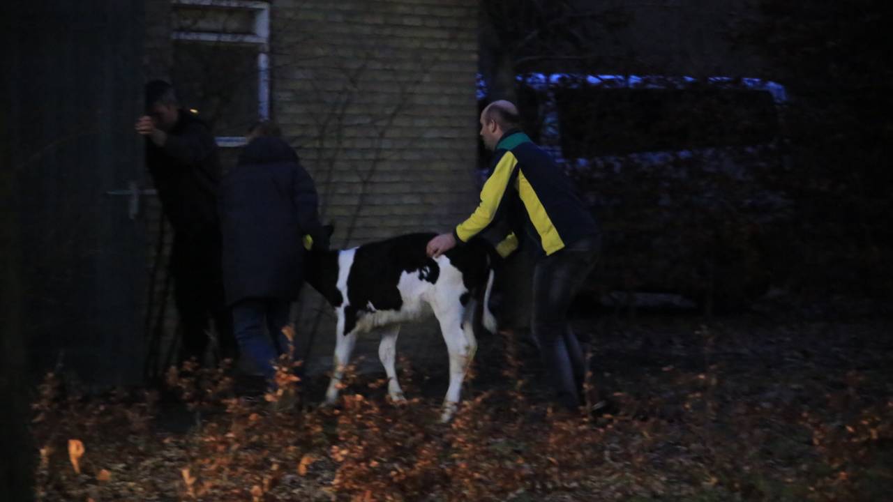 Foto: Harrie Grijseels/SQ  Vision