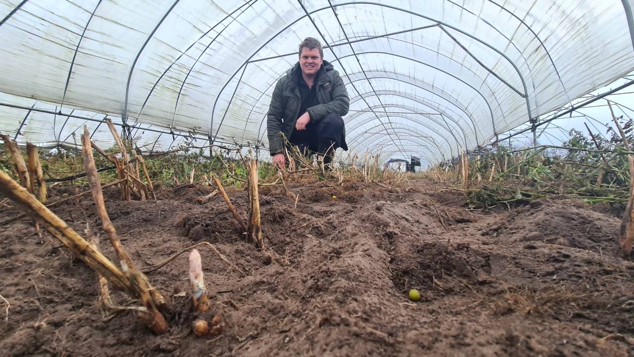 Aspergeboer Corné zag op 18 januari de eerste asperge boven de grond uitkomen (foto: Noël van Hooft)
