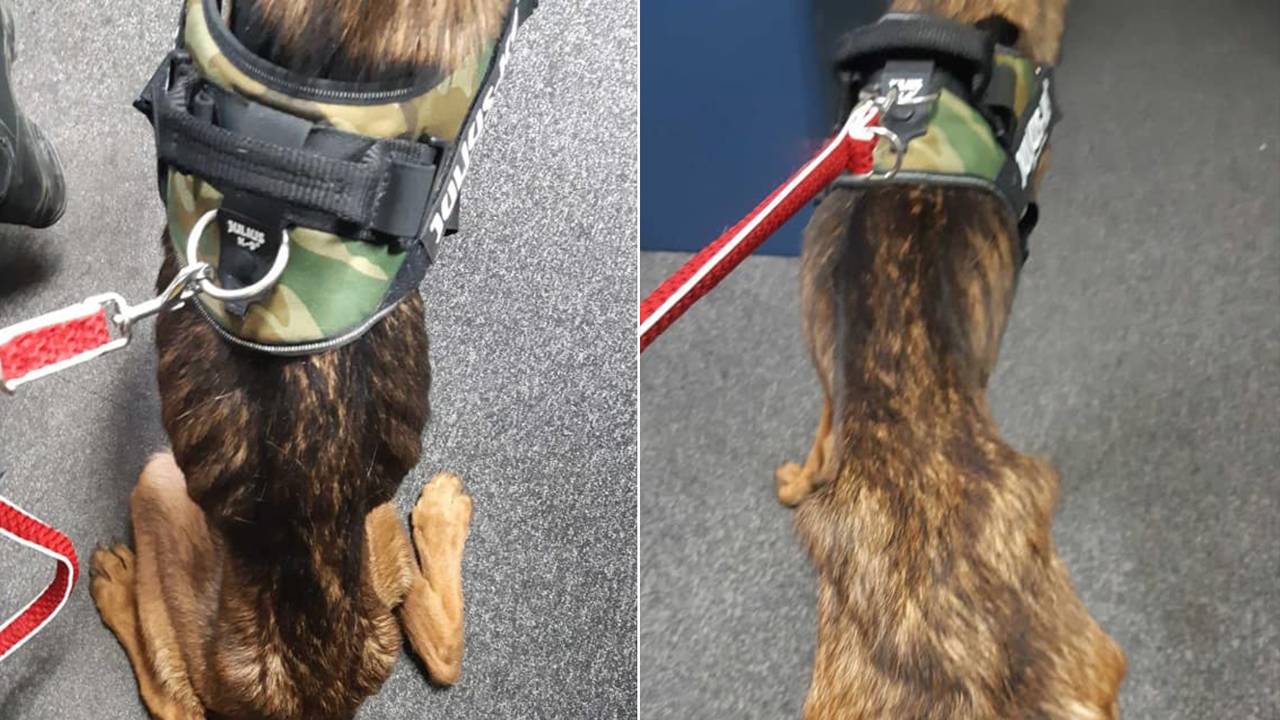 De honden waren flink vermagerd (beeld: Facebook Dierenpolitie Zeeland-West Brabant).