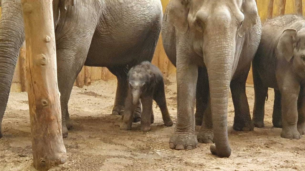 Rashmi, wat zonlicht betekent, is het eerste Aziatisch olifantje dat dit jaar in Europa is geboren (foto: Dierenrijk).