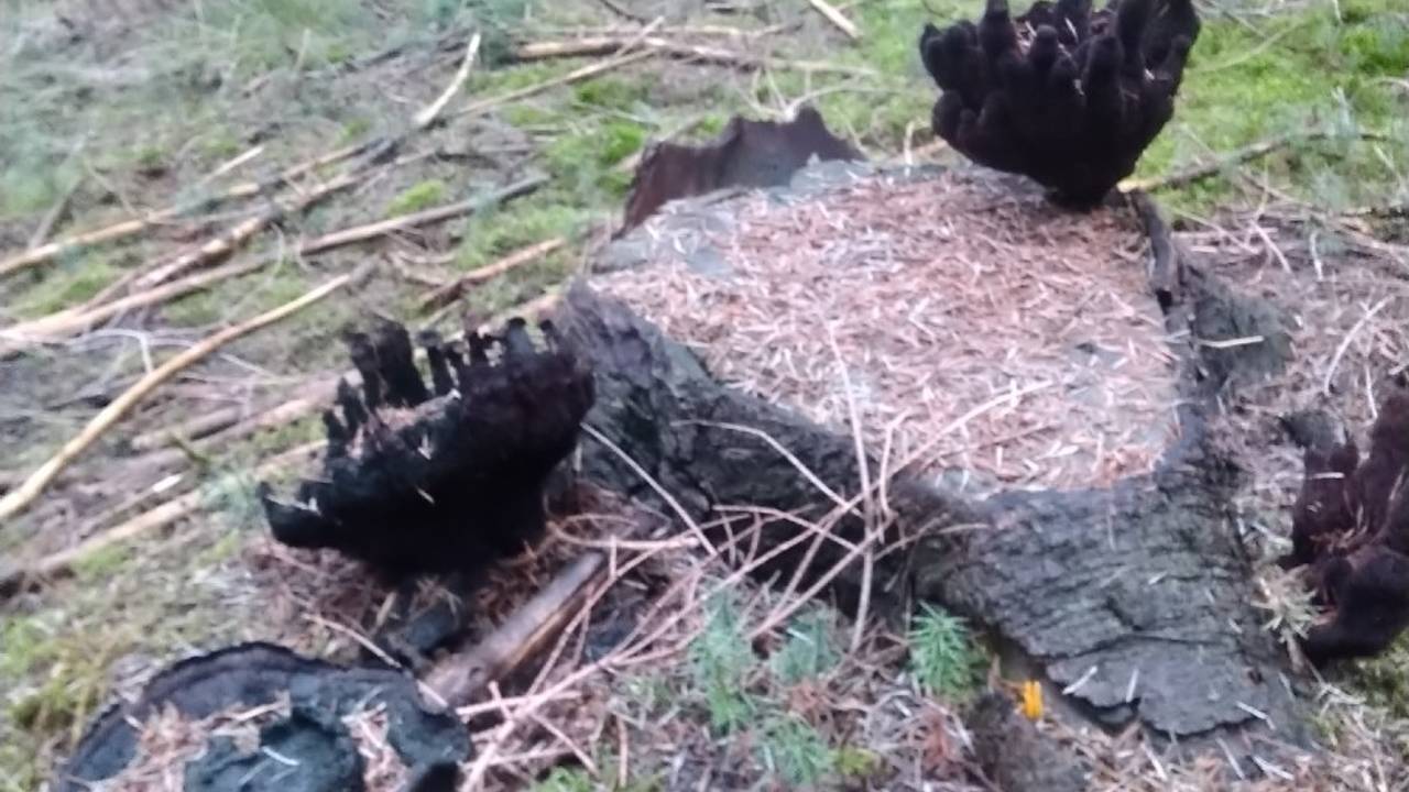 Oude dennenvoetzwammen in bijzondere vormen (foto: Jolanda Wenting).