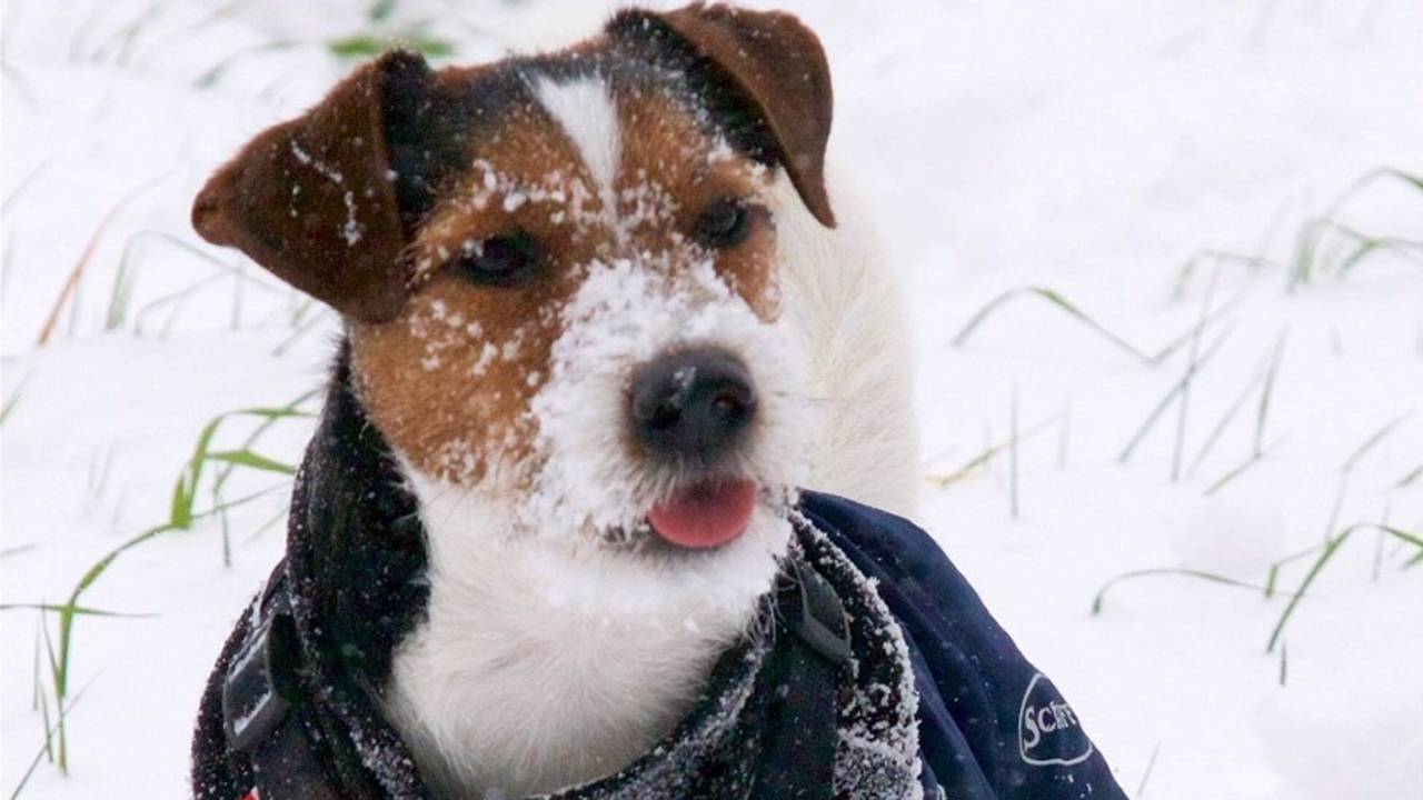 Archieffoto: Desiree Stassar