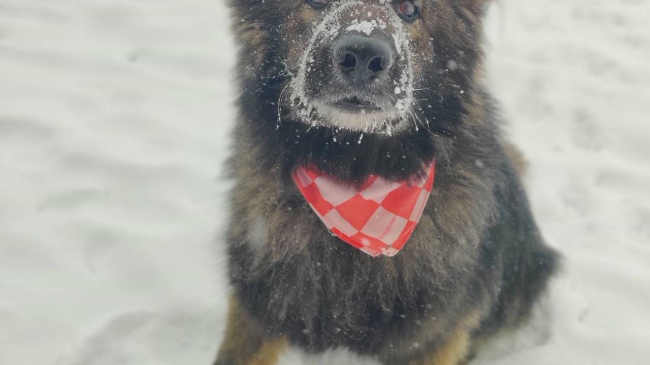 De Brabantse sneeuwhond in zijn natuurlijke habitat (foto: Vera Bouwman).