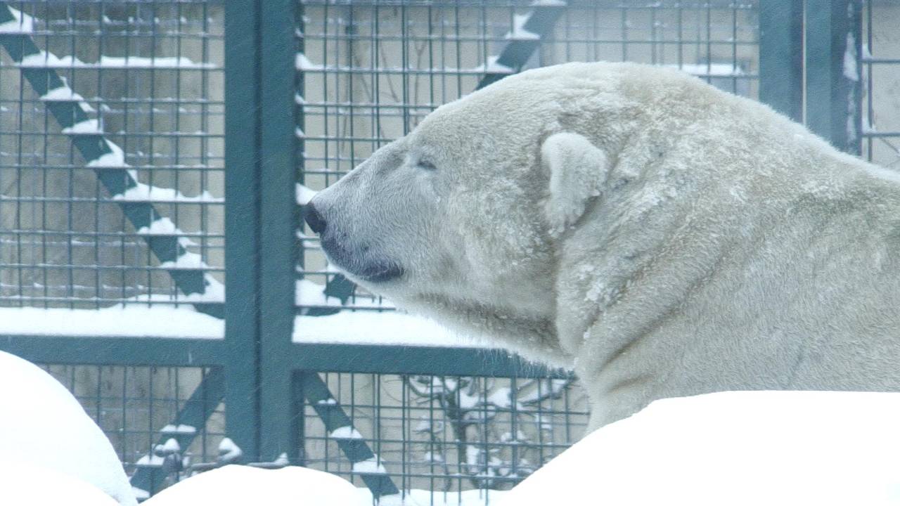 IJsbeer Henk geniet van het winterweer in Dierenrijk.