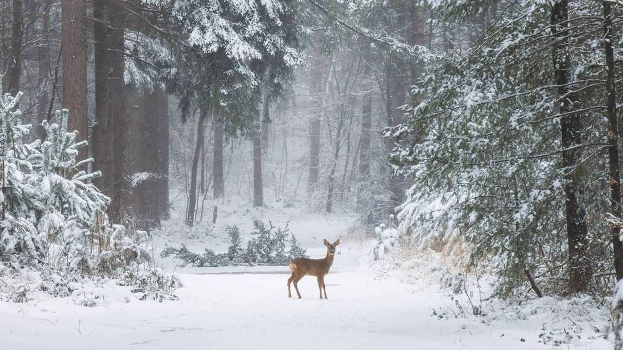 Na twee jaar proberen lukte het Fabrizio Micciche dit plaatje te schieten in het Mastbos in Breda. (Foto:Fabrizio Micciche)