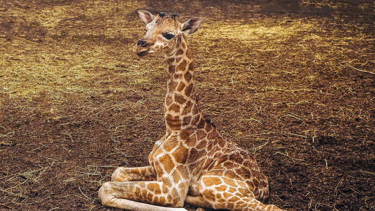 Christine maakt het goed (foto: Beekse Bergen/Mariska Vermij-van Dijk).
