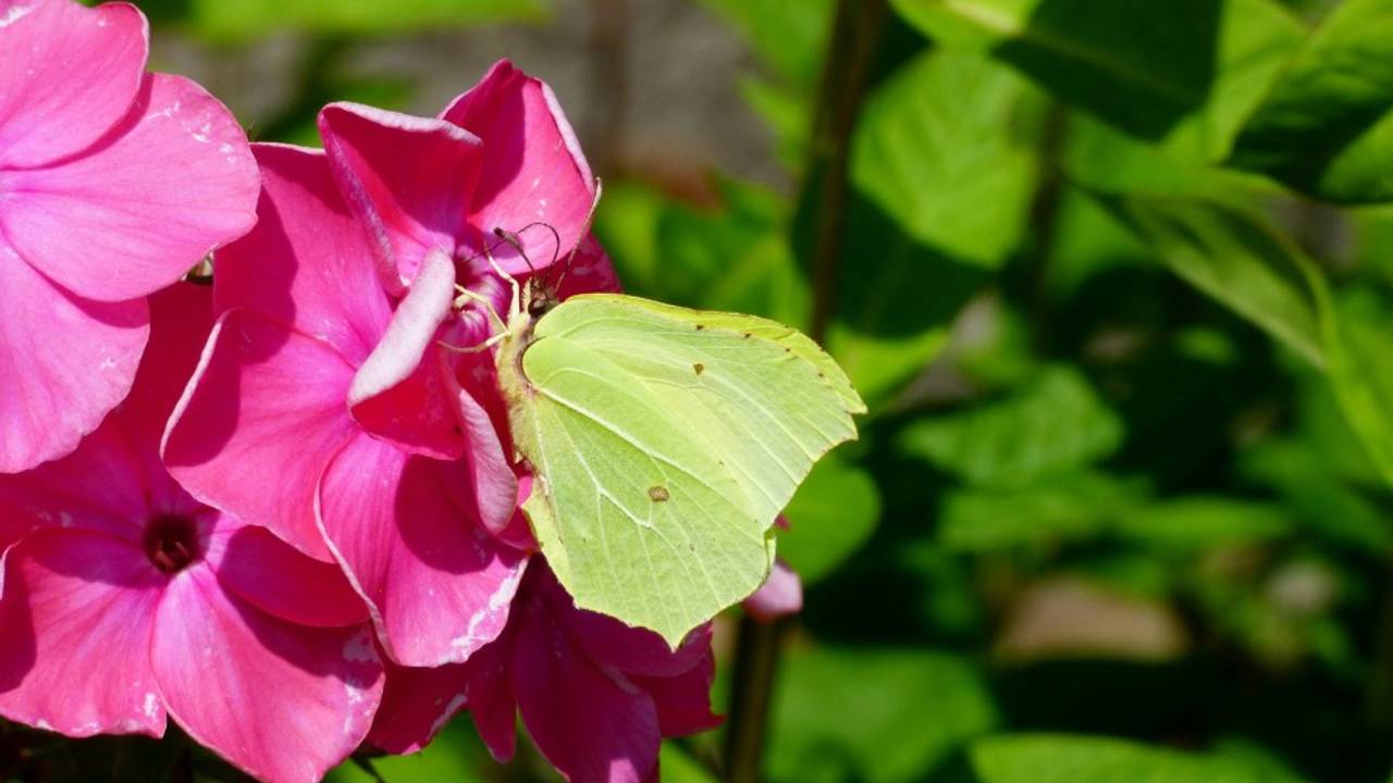 Met het mooie lenteweer van dit weekend zijn al volop de citroenvlinders te zien. (foto: Yvonne Huijbens via Pixabay).