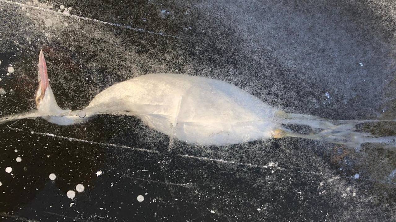 Een fuut onder het ijs (foto: Rozemarijn Krijgsheld).