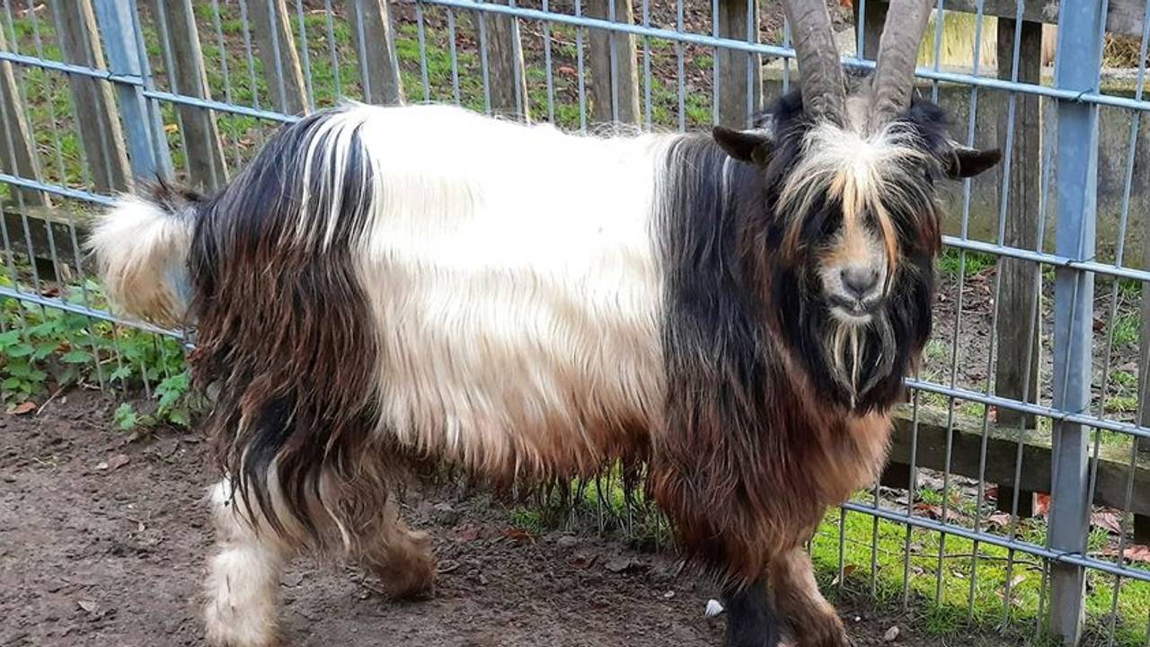 Foto: Dierenpark Prins Hendrik.