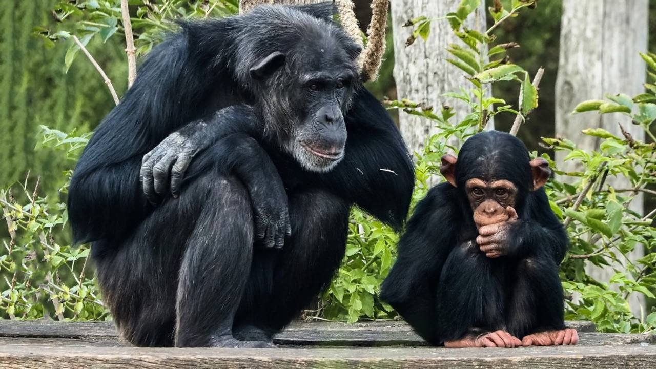 (foto: Facebook Beekse Bergen).