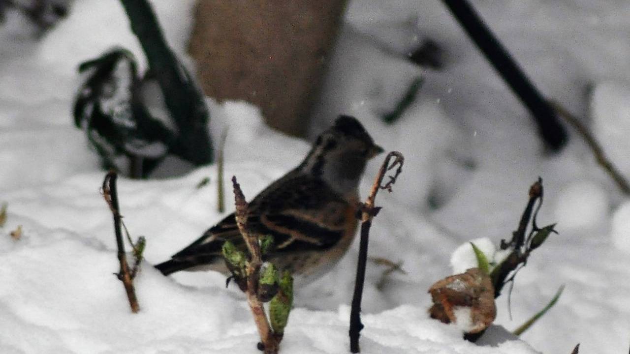 Een overwinterende keep (foto: Hetty Uijtdewilligen van Hest).