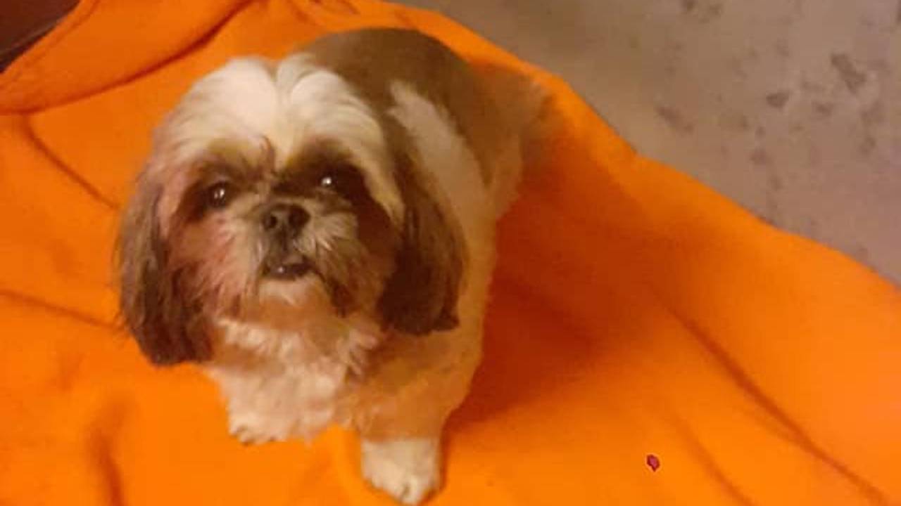 Het hondje is opgehaald door familieleden (foto: dierenambulance brabant noord-oost).