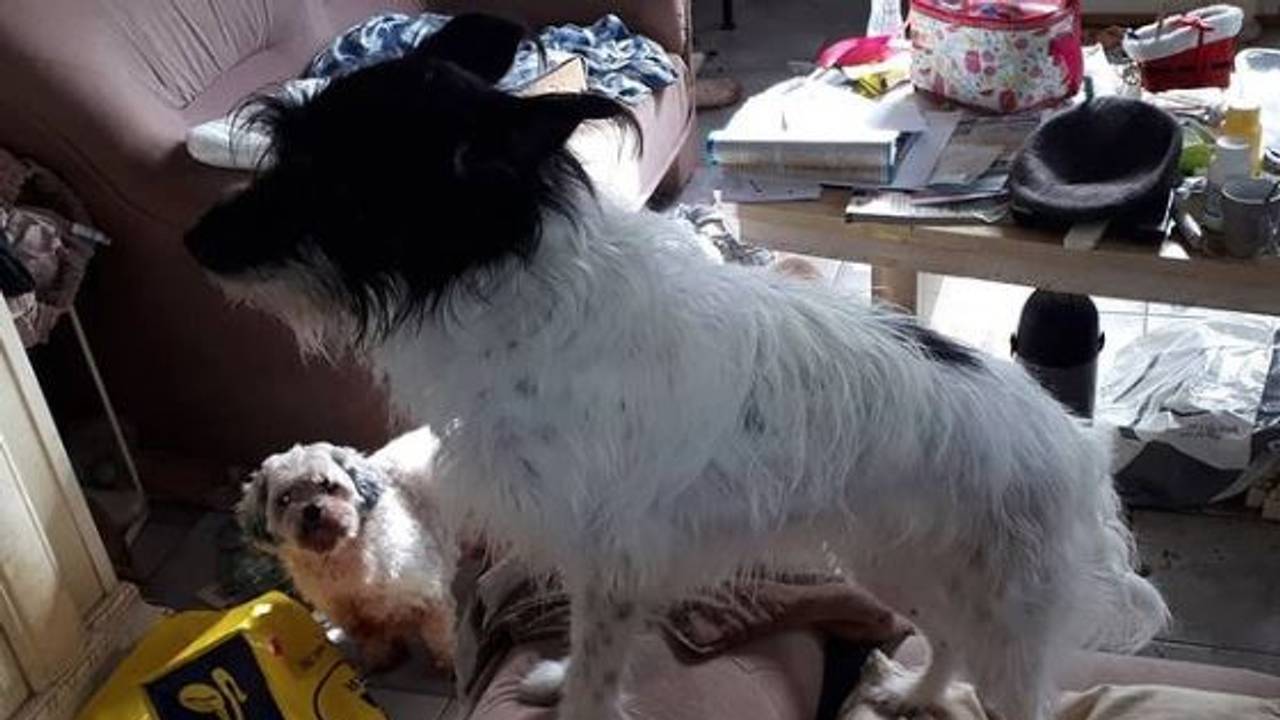 De twee hondjes in het vervuilde huis (foto: dierenpolitieob/Instagram).