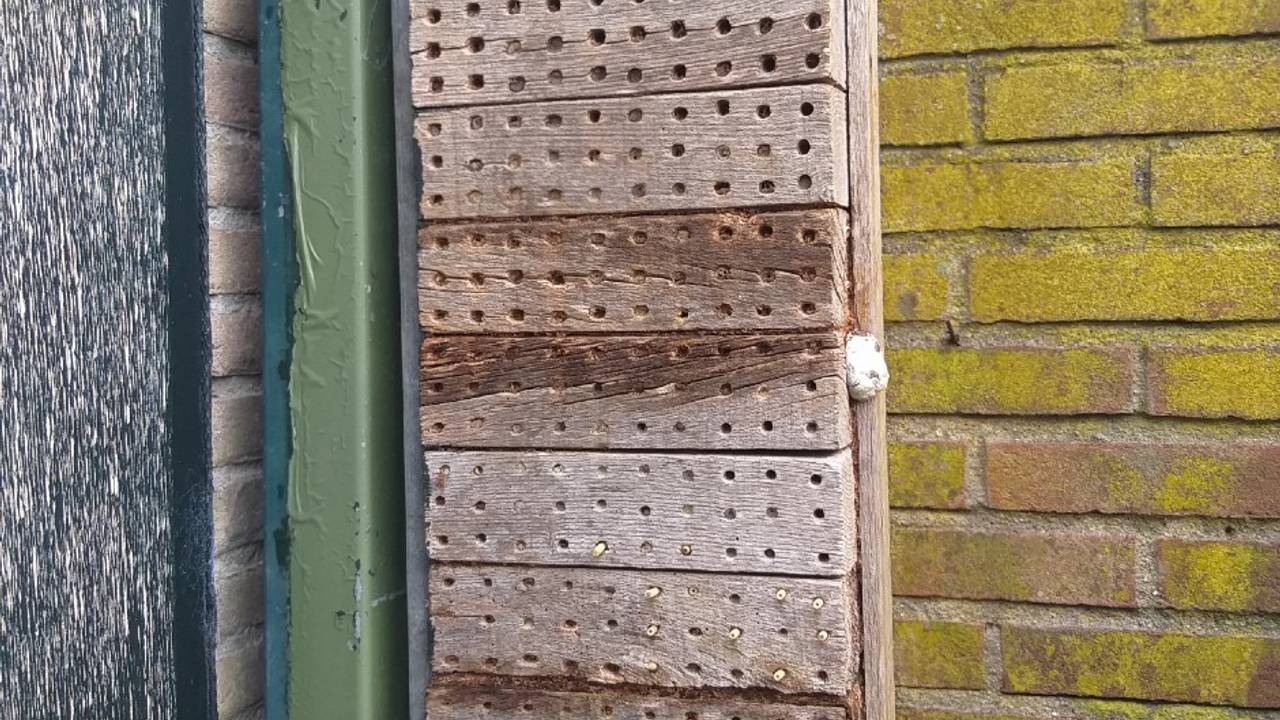 Een zilveren boomkussen aan het insectenhotel van Marion (foto: Marion Verspaandonk).