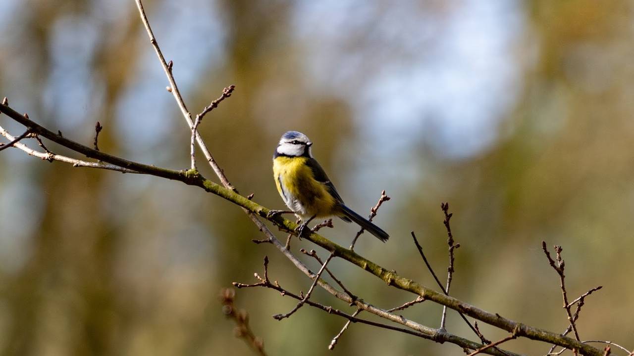 Archieffoto: Gijs Franken