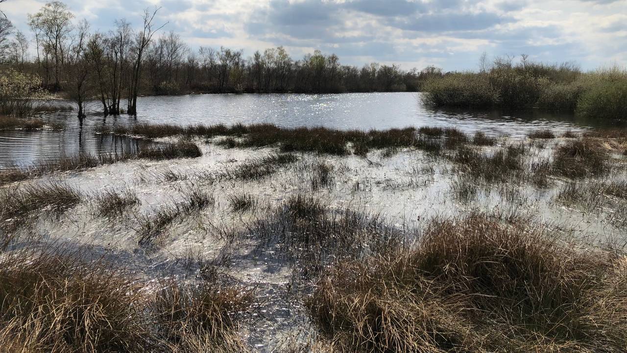 De Peel zoals hij er, volgens natuurbeschermers, uit zou moeten zien (Foto: Alice van der Plas)