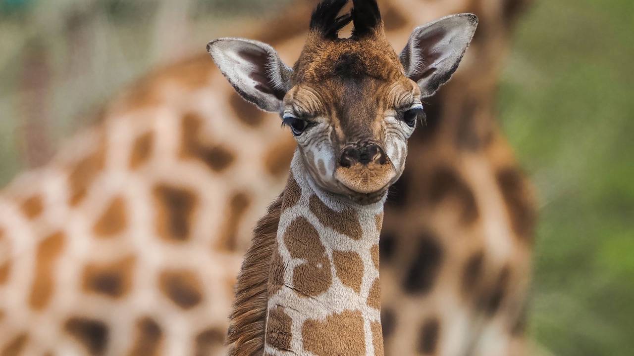 De jongste telg van de Beekse Bergen: Nyko (foto: Beekse Bergen).