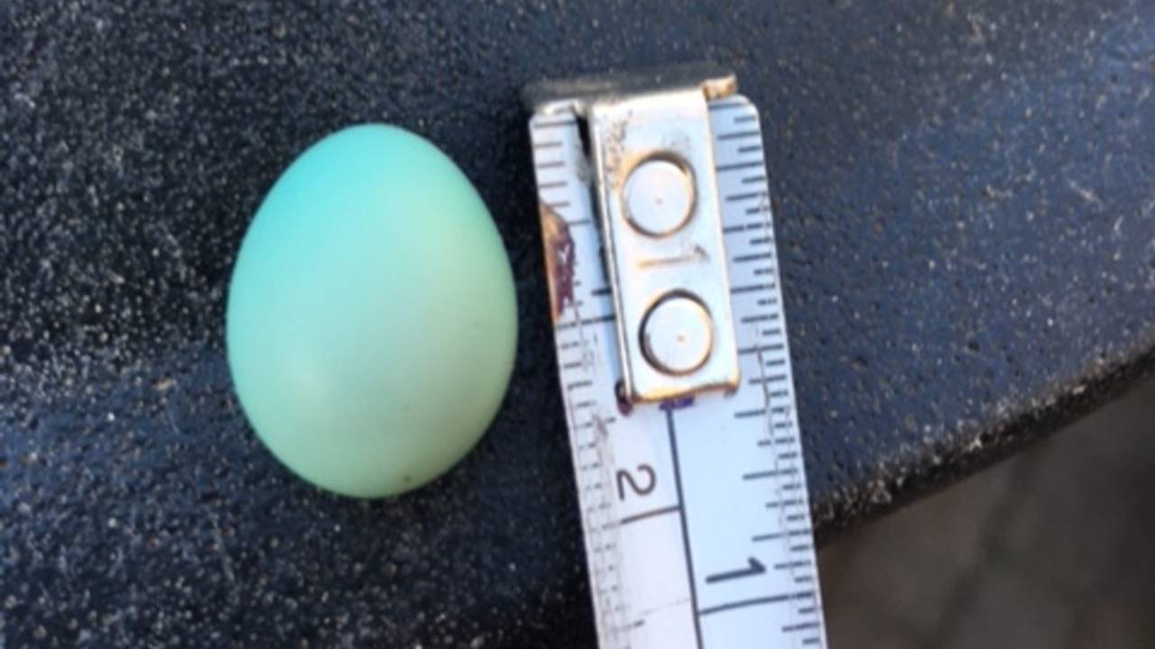 Het eitje van een heggenmus (foto: Liesbeth van Hees-Linders)