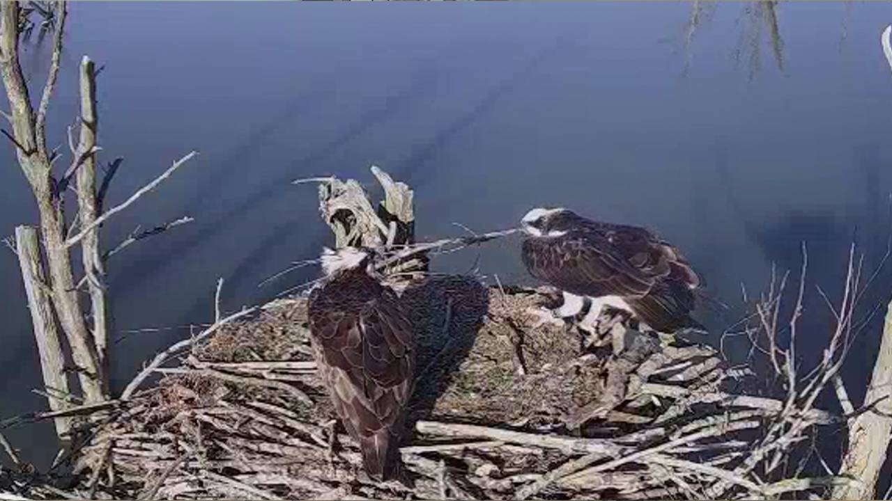 Het koppel visarenden in de Biesbosch.