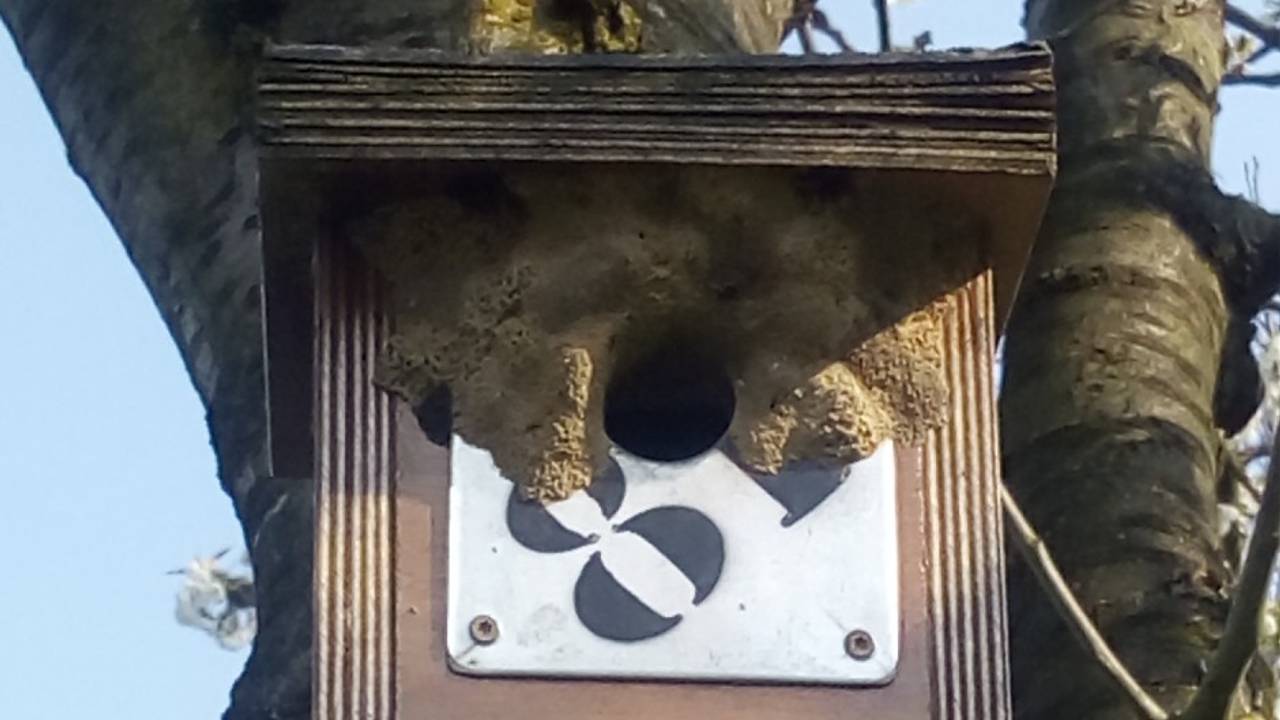 Aarde boven de invliegopening van een koolmeesnestkast (foto Coise Vos).