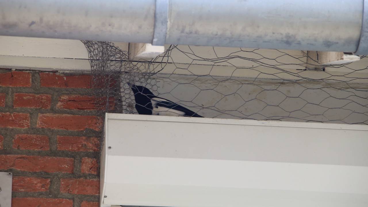 Foto: Harrie Grijseels/SQ Vision