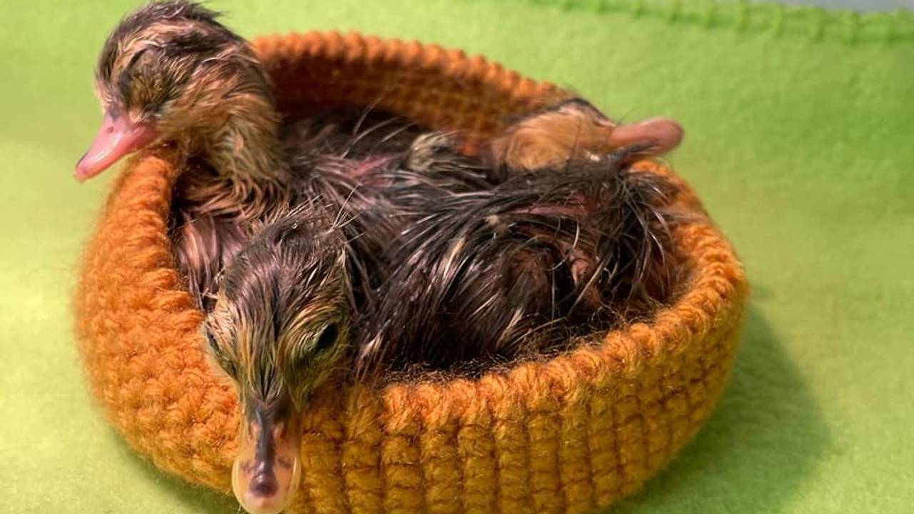 Een aantal jongen kon worden opgevangen (foto: Vooropvang de Maashorst).