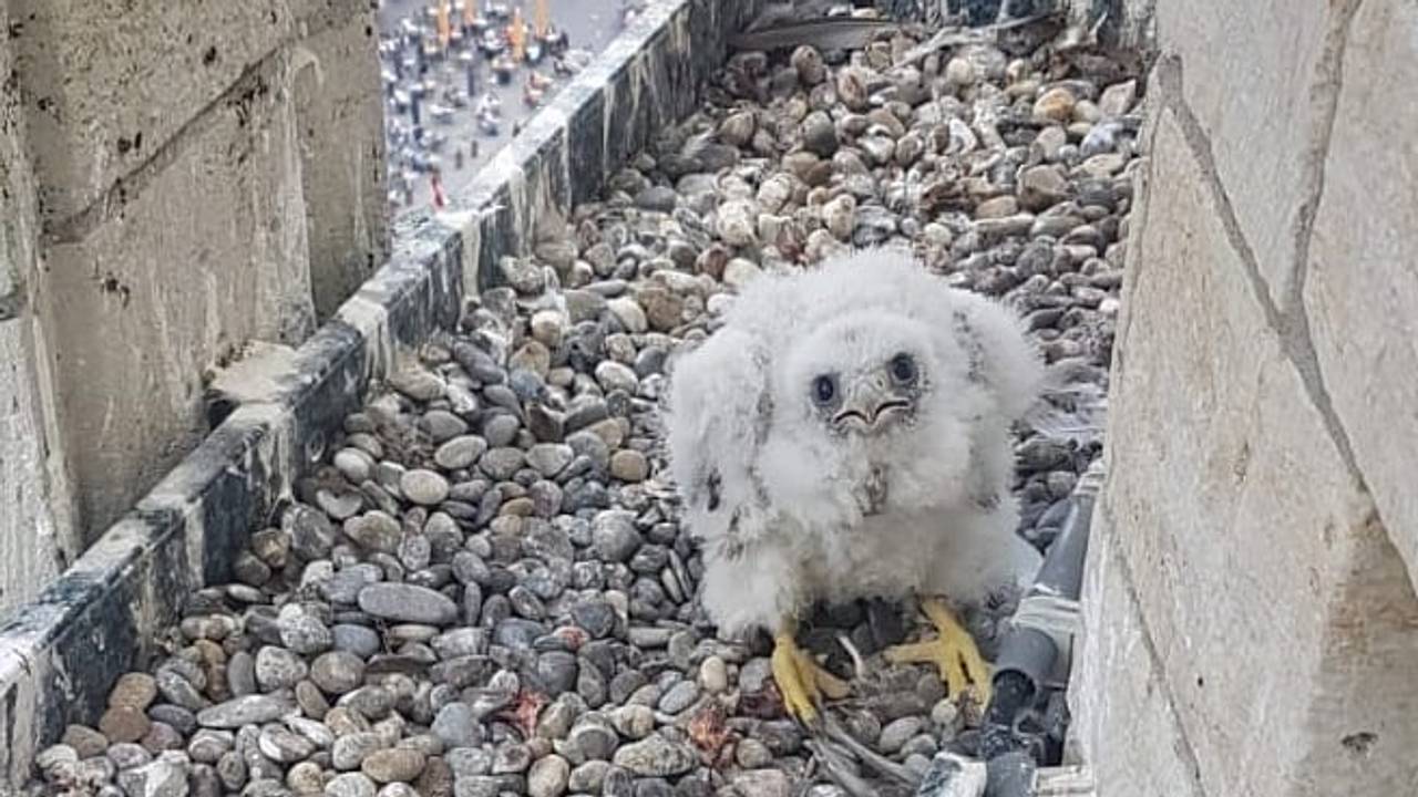 De jonge slechtvalk (Foto: Raymond van Breemen).