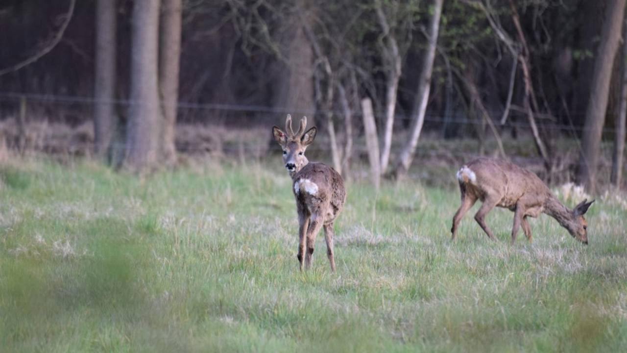 Een reebok met een rood merkteken (foto: Monique Spooren).