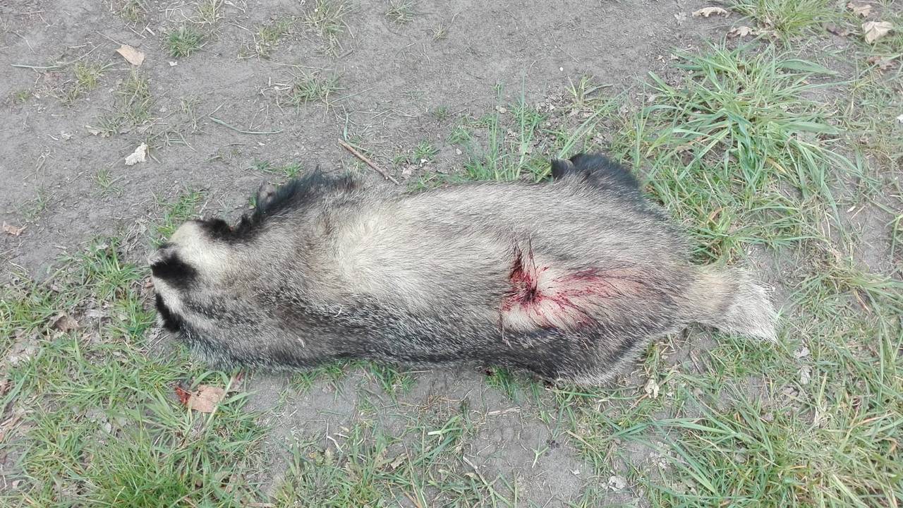 Foto: Dierenpolitie Oost-Brabant