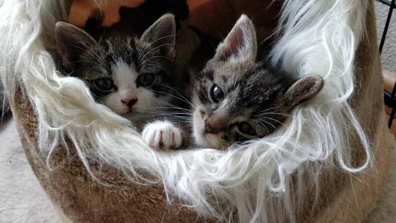 Archieffoto: Dierenopvang Maasland