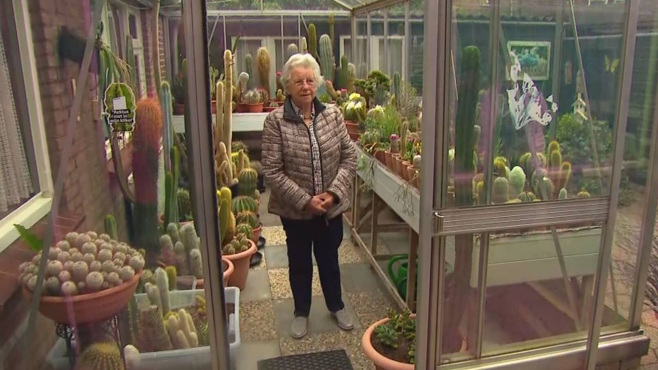 Betsie en haar cactussen (foto: Brabants Buske).