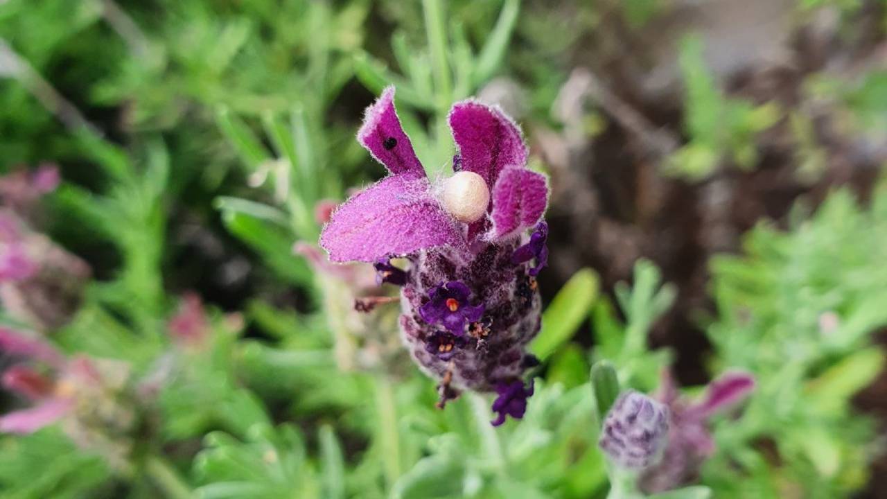 Het witte bolletje in de lavendel is een spinnencocon (foto: Sanne Vogels).