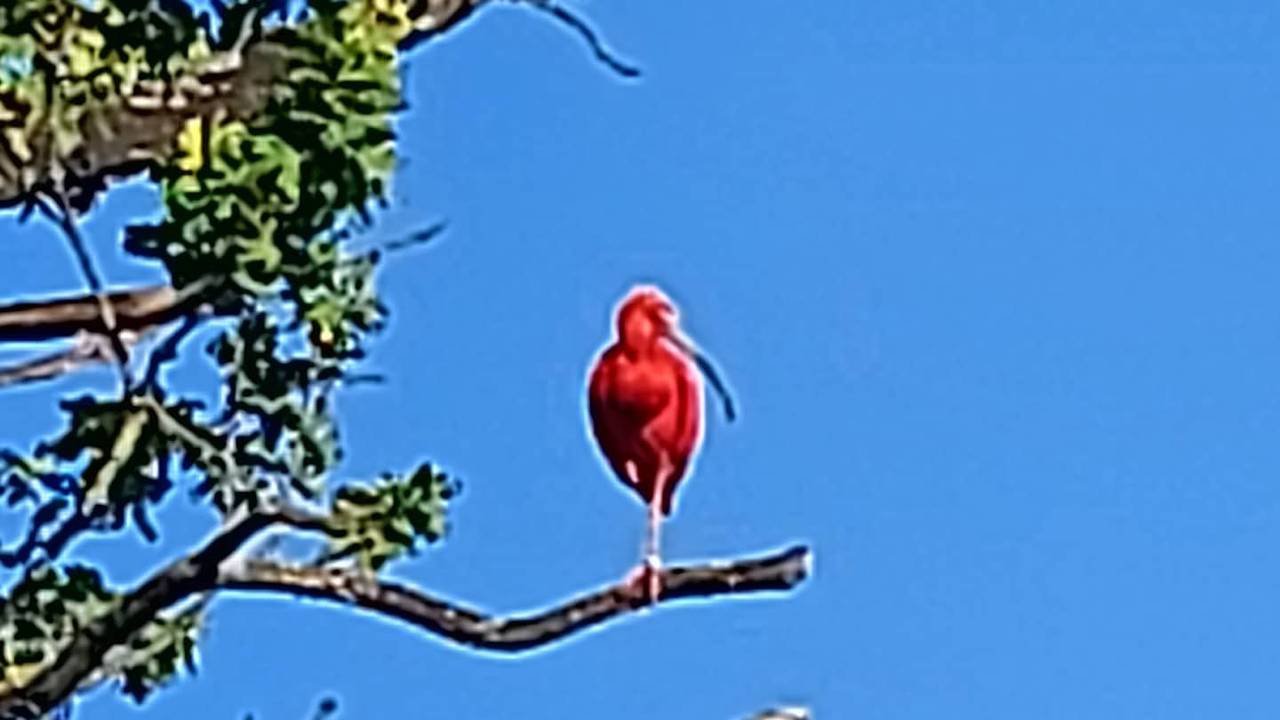 De rode Ibis (Foto: Karin Gielens)