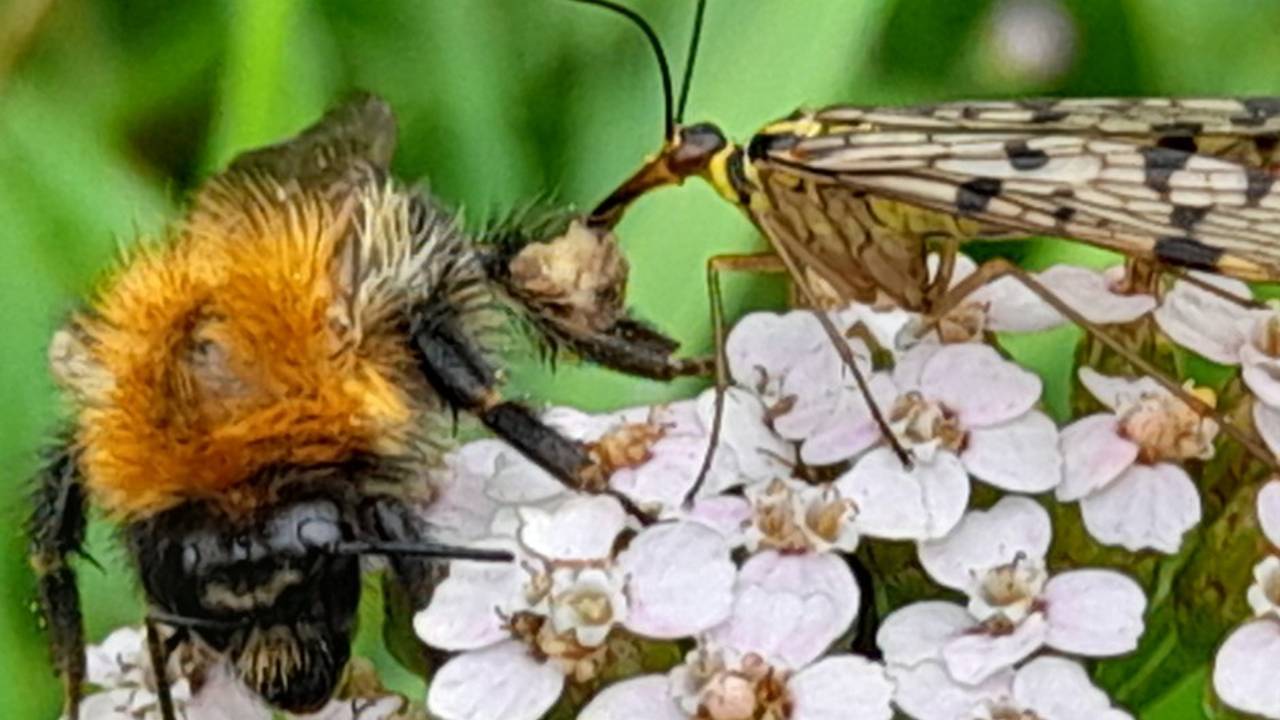 Duitse schorpioenvlieg valt een hommel aan (foto Corinne van den Brand).