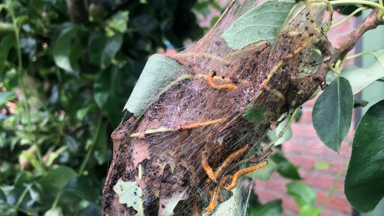 Het spinselnest van de perenspinselbladwesp (foto: Angela Blous).