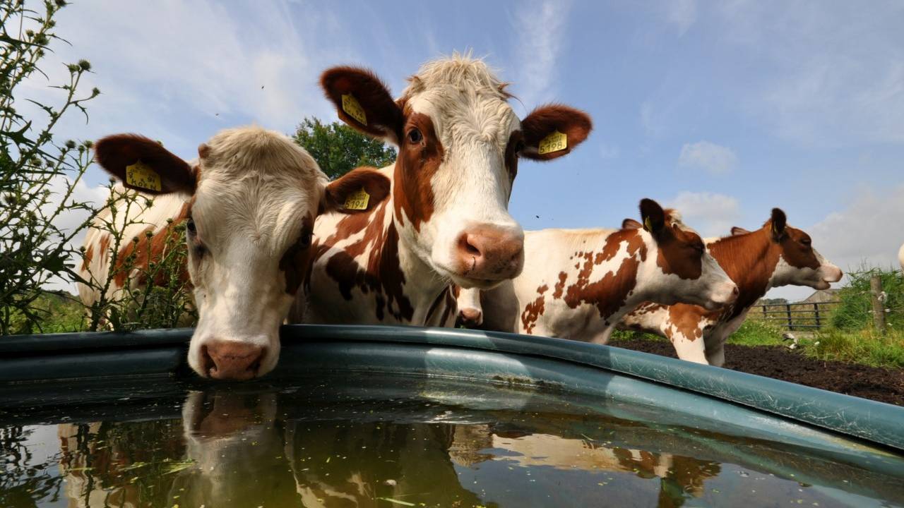 Veehouders moeten tegenvallende uitspraak slikken (foto: Ben Saanen).