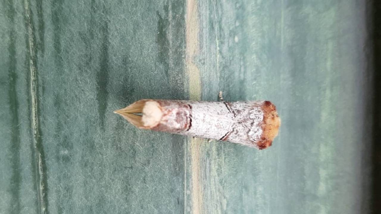 Een wapendrager (foto: Mirjam Groeneveld).