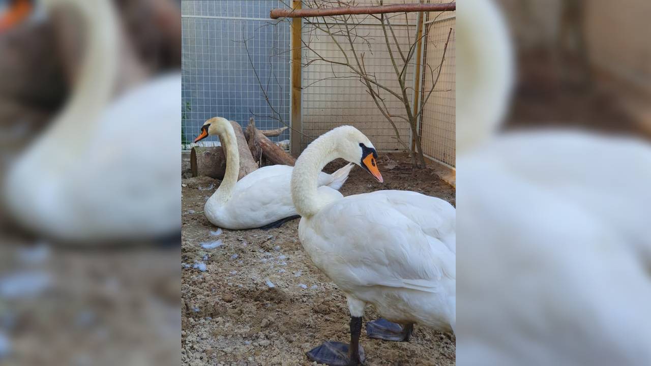 De zieke zwanen uit Vught zijn aan de beterende hand (foto: Vooropvang de Maashorst/Facebook).