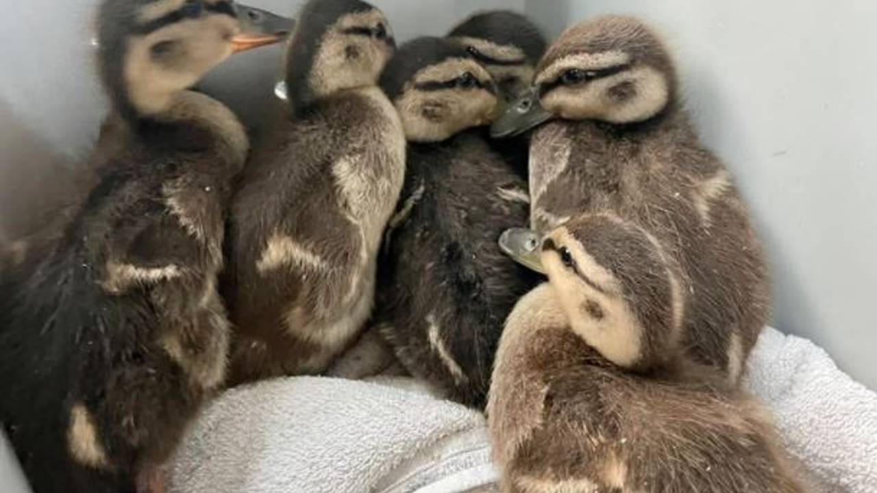 Zeven eendjes werden gered van de A59 (foto: Facebook Dierenambulance Maasland).