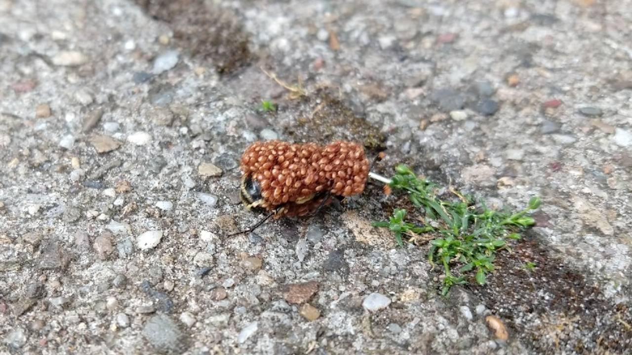 Een hommel vol mijten (foto: Jopy ten Cate).