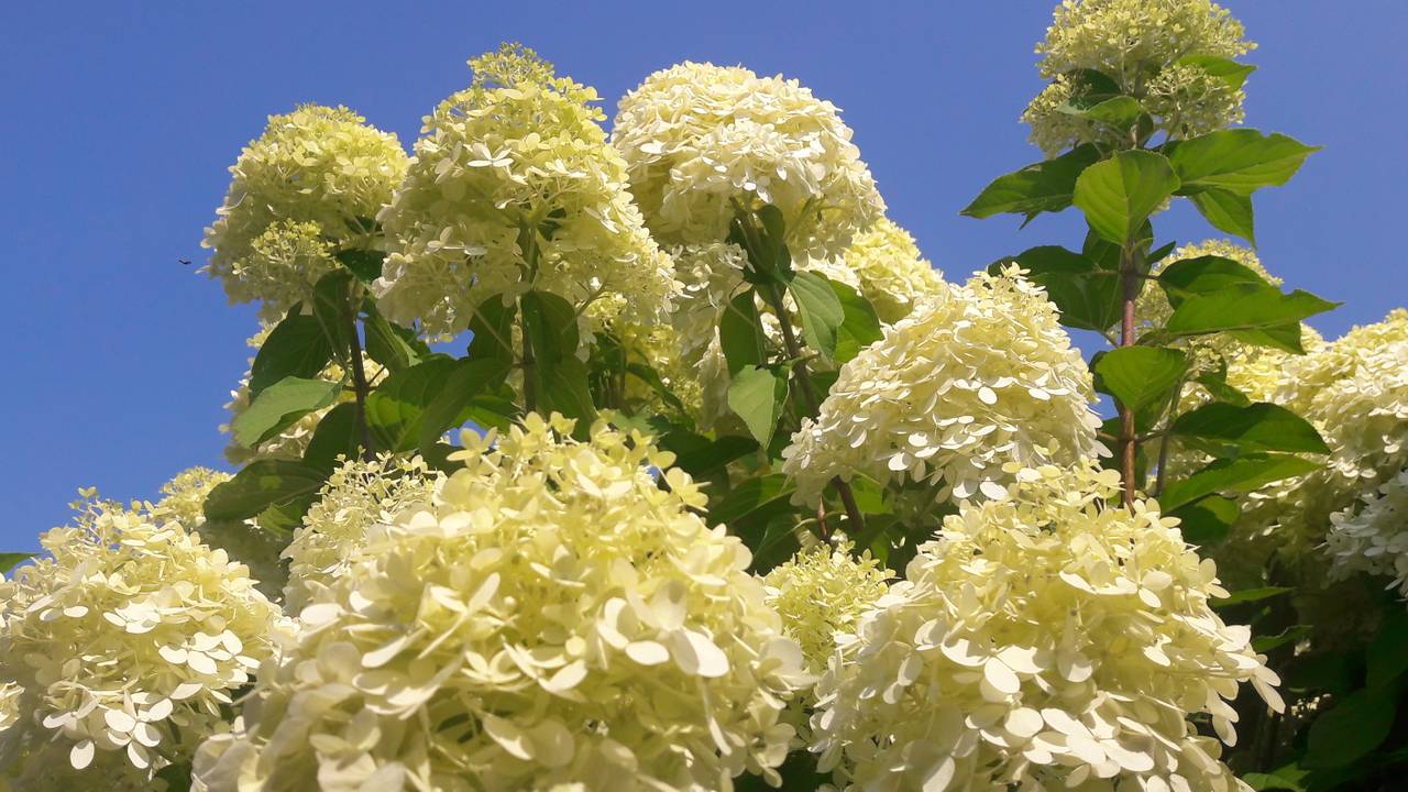 Foto: Anja Bastiaansen