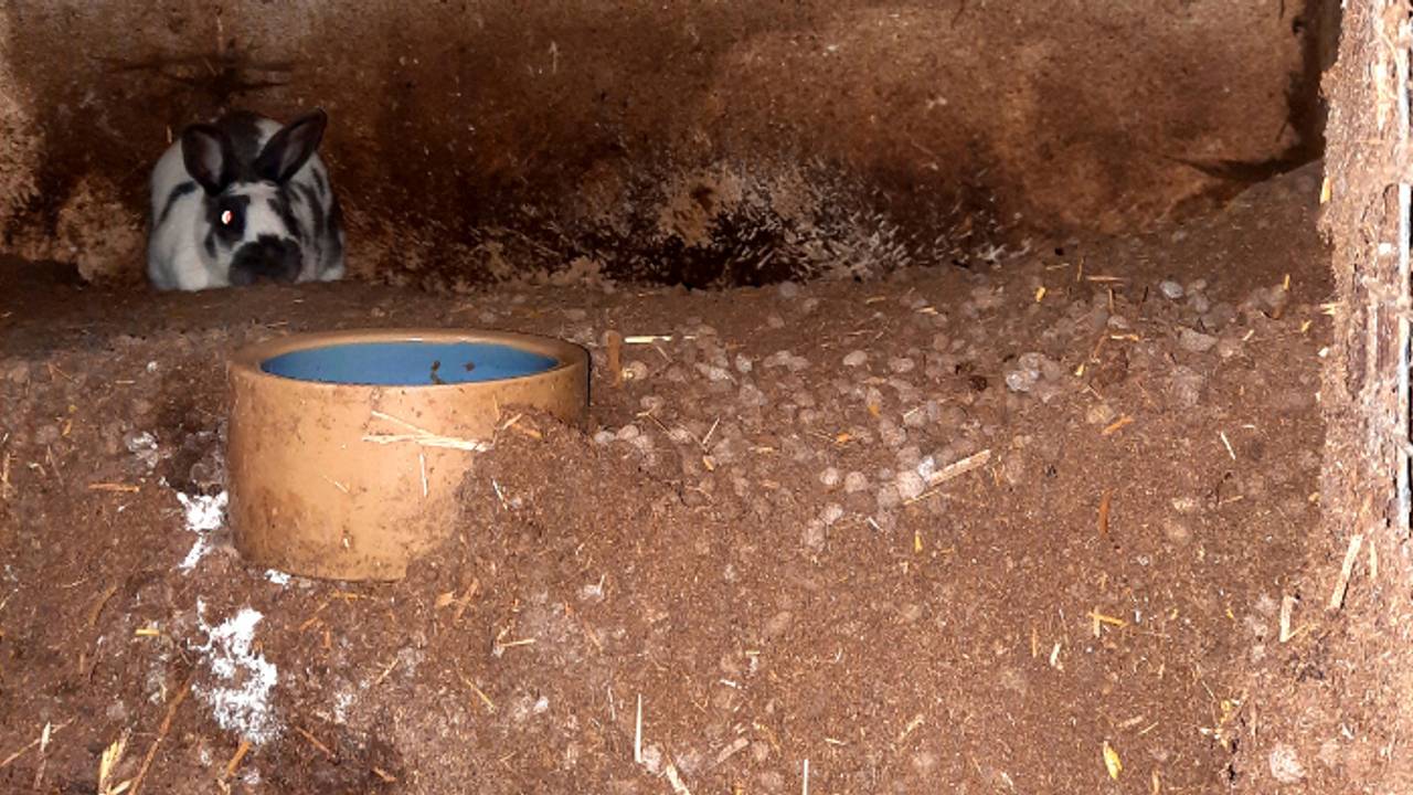 Een zeer vervuild hok (foto: Dierenbescherming).