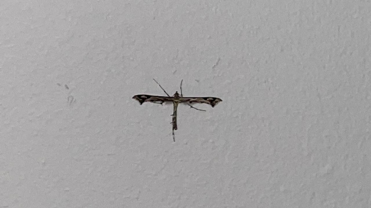 Een vreemd insect met vampierachtige vleugels, de scherphoekvedermot (foto: Floris Kimman).