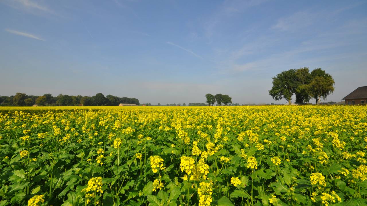 Zonnig nazomerweer in Budel (foto: Ben Saanen).