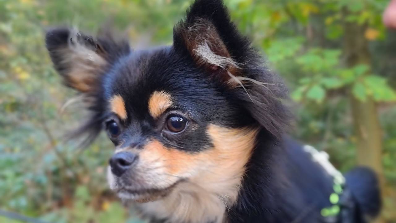 Bayke, het hondje van Anton (foto: Anton Hoogendijk).