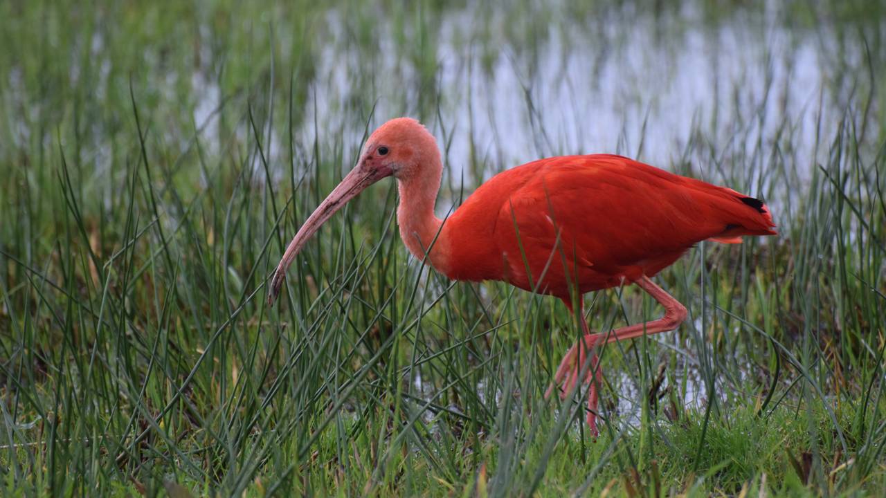 De rode ibis bij Vught (foto: Fleur Kuipers).