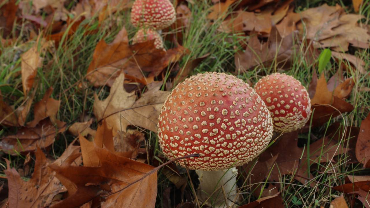 Foto: Jacqueline Mollen