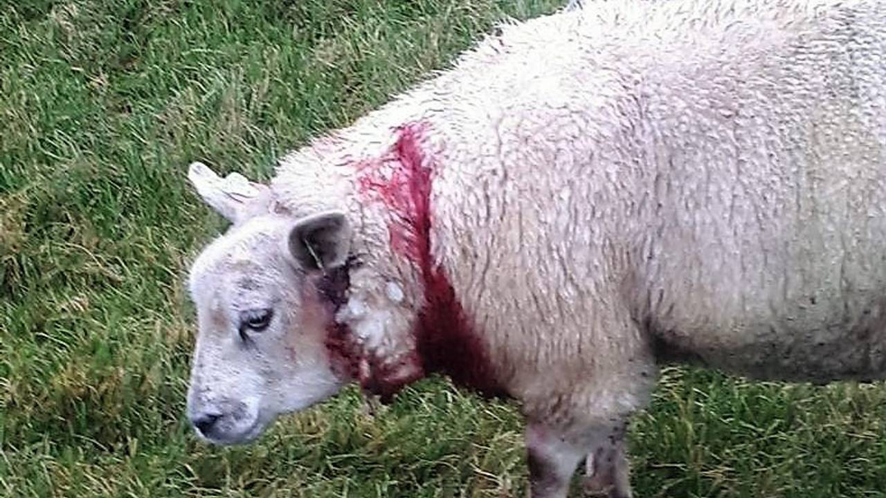 Wolf jaagt op schapen in Nieuw-Vossemeer