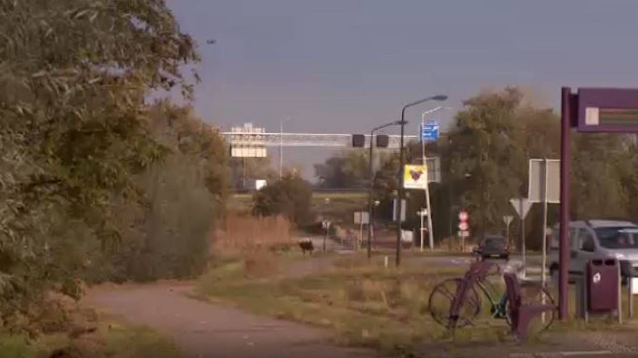 Foto van de Maasdijk, de plek van het ongeluk (Foto: Bureau Brabant)